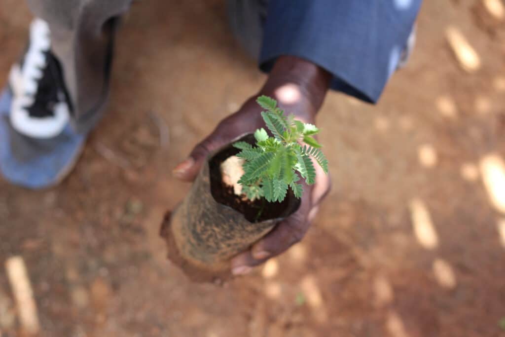 Trees for the future planting tree Tanzania