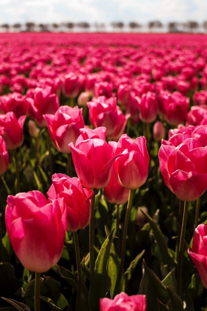 Bollenveld met roze tulpen in Nederland