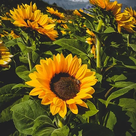 zonnebloemen juist